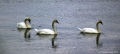 3-mute-swans-at-joppa-2