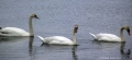 3-mute-swans-at-joppa