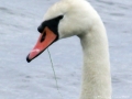 swanface