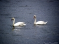 swans2_0
