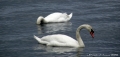 swans3_0
