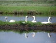 swans4