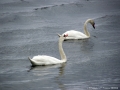 swans_0