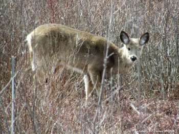 Deer - Parker River National Wildlife Refuge