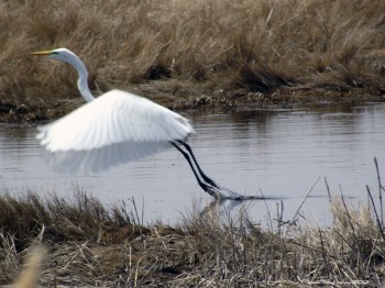 Great White Egret - Parker River National Wildlife Refuge