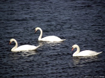 3 Mute Swans at Joppa Flats