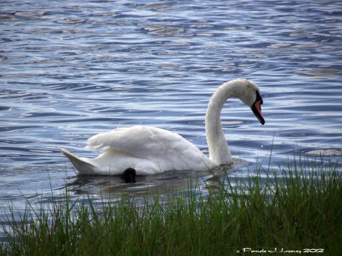 Mute Swan ~ c. Pamela J. Leavey
