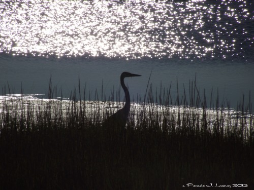 Silhouette Heron in the Salt Marsh ~ c. Pamela J. Leavey 2013