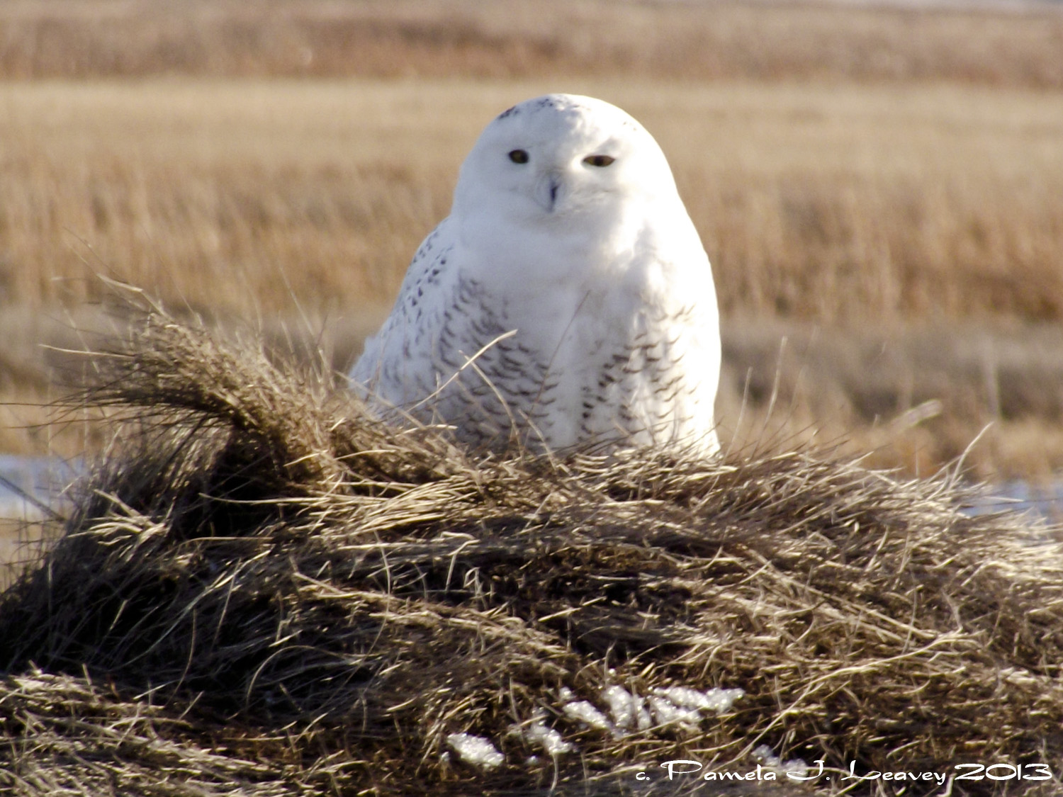 Snowy Owls Are Back At the Parker River National Wildlife 