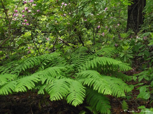 Forest Fern