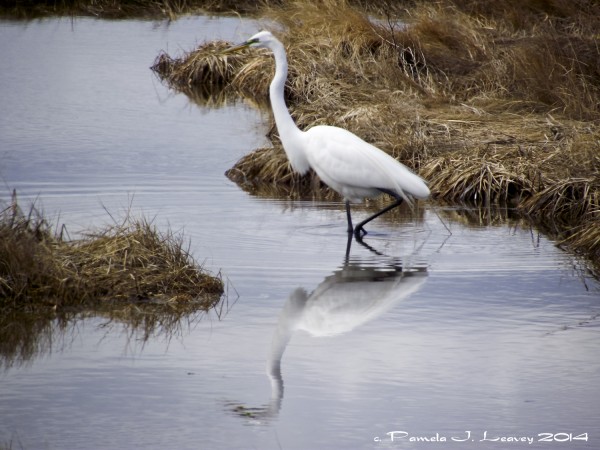 great white egret reflection 
