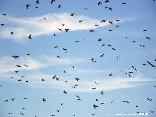 swarming swallows