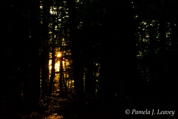 Rays of Golden Light Through the Trees Shackford Head Eastport, ME