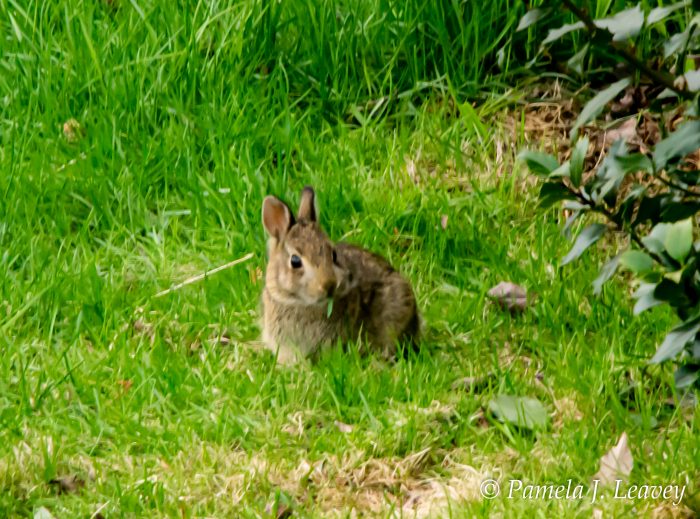 Baby Bunny in Salisbury, MA