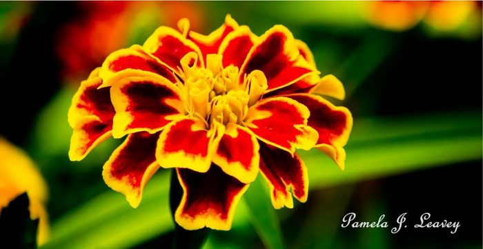 Yellow and Red Marigold Note Cards