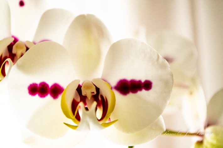 Polka Dot Phalaenopsis