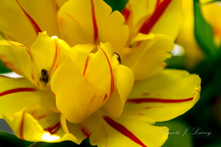 Yellow Double Tulip with Red Stripes