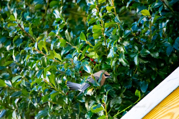 Cedar Waxwing