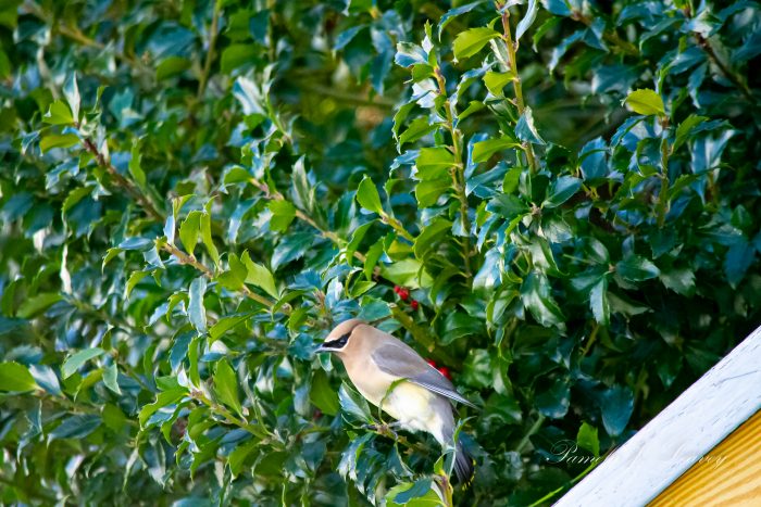 Cedar Waxwing