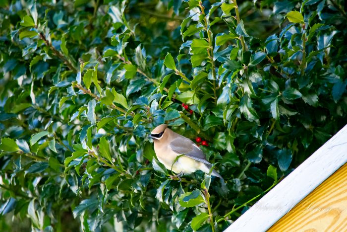 Cedar Waxwing