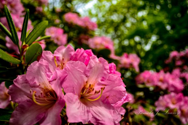 Rhododendrons in Maudslay State Park